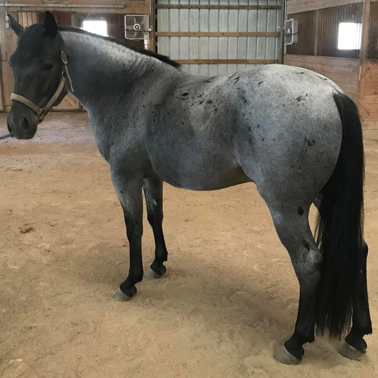 Blue Hickory Boon Sundance Meadows Quarter Horses